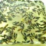 Soap Bar Natural Honey & La..